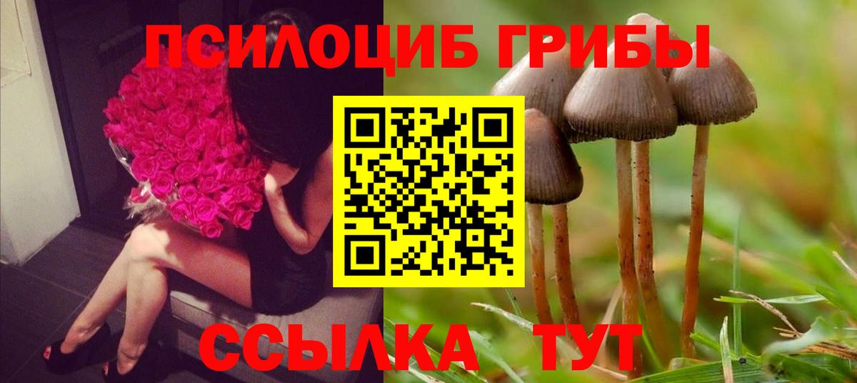 Галлюциногенные грибы Psilocybe Пенза